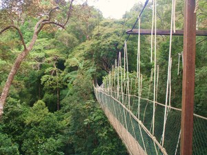 Canopy walk w Taman Negara (2)