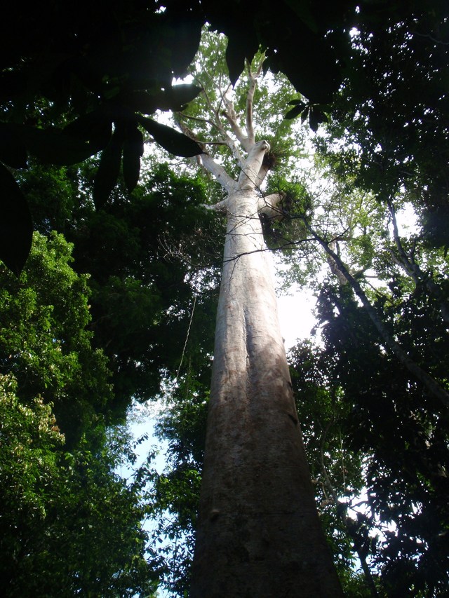 drzewiasty kolos w Taman Negara