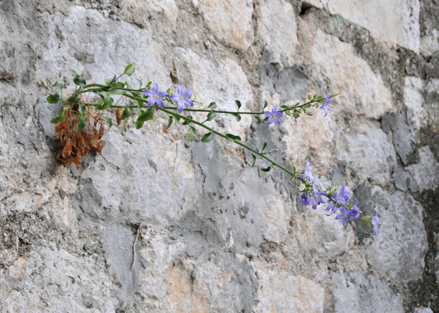 Perast  55 