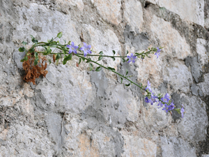 Perast  55 