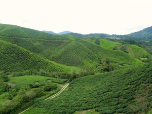 wzgórza herbaty w Boh Tea Estate