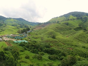 plantacja herbaty Boh Tea Estate