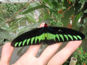 motyl z plantacji motyli  :)