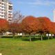 Spojrzenie w listopadowy dzien na drzewa na osiedlu Wezlowiec Siemianowice Sl.