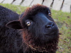 czarne spojrzenie czarnej owcy