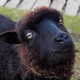 czarne spojrzenie czarnej owcy