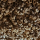 Wamba czaszki i kości w dawnym klasztorze