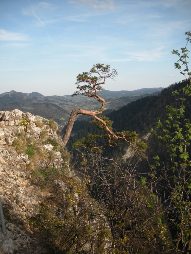 Sokolica