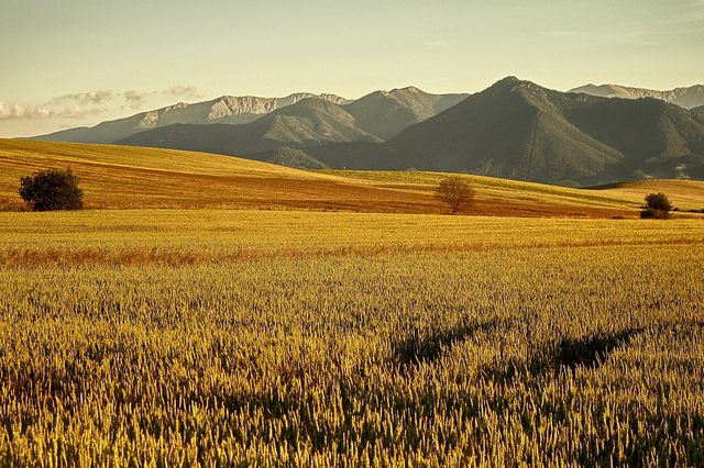 Tatry Niskie