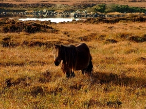 Dzikie kuce w Loch Druidibeg National Nature Reserve