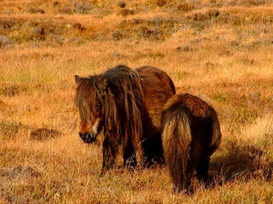 Dzikie kuce w Loch Druidibeg National Nature Reserve