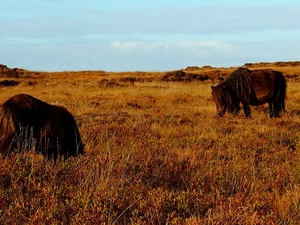 Dzikie kuce w Loch Druidibeg National Nature Reserve