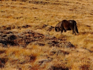 Dzikie kuce w Loch Druidibeg National Nature Reserve