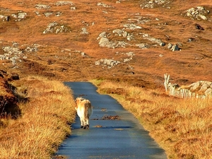 Dzikie kuce w Loch Druidibeg National Nature Reserve