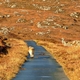 Dzikie kuce w Loch Druidibeg National Nature Reserve