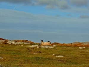 Dzikie kuce w Loch Druidibeg National Nature Reserve