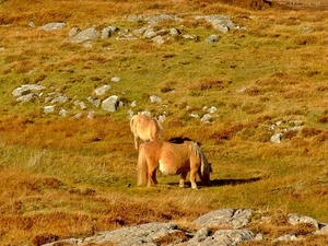 Dzikie kuce w Loch Druidibeg National Nature Reserve