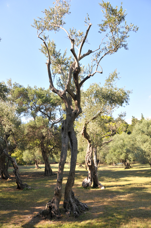 Wyspa lokrum  11 