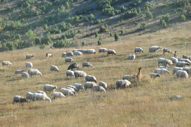 Park narodowy durmitor  20 