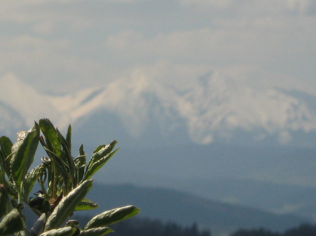 Szczawnica