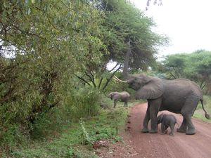 Spotkanie ze słoniami