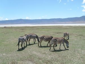 Zebry w Ngorongoro