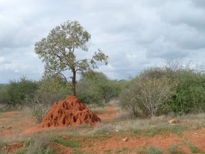 Kopiec termitów