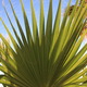liść palmy