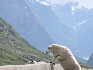 Norweskie owieczki