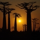 Aleja Baobabów
