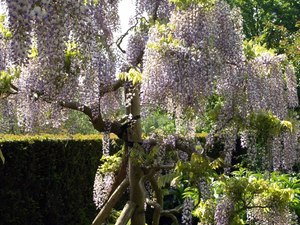 39 sissinghurst castle garden 