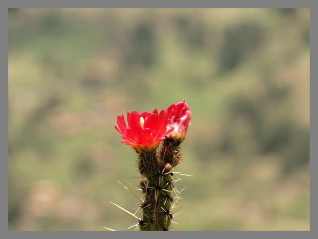 Pisac