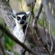 Lemur Catta w Parku Narodowym Andringitra