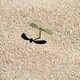 Roślinka posród wydm w Corralejo