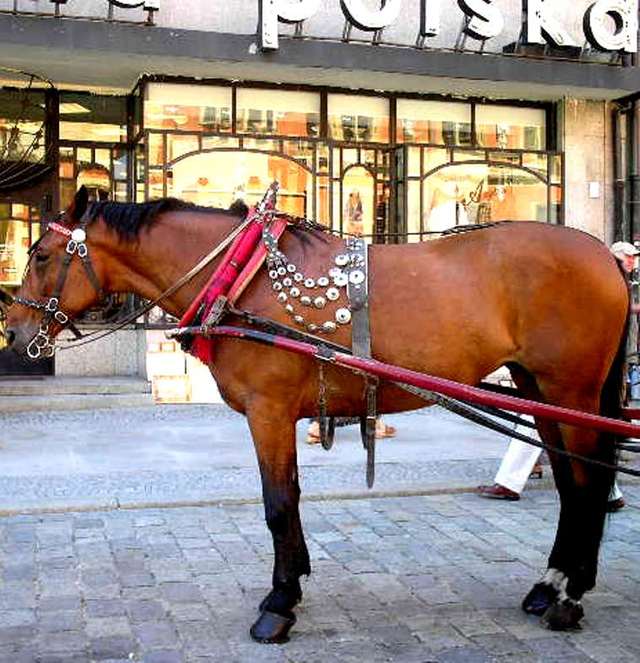 Wrocław