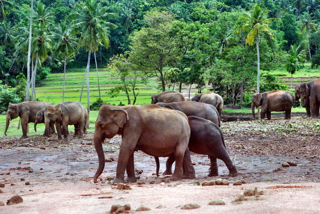Sri Lanka
