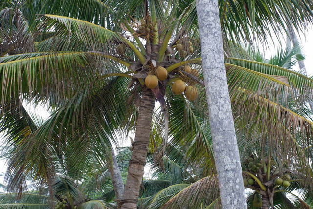 Sri Lanka