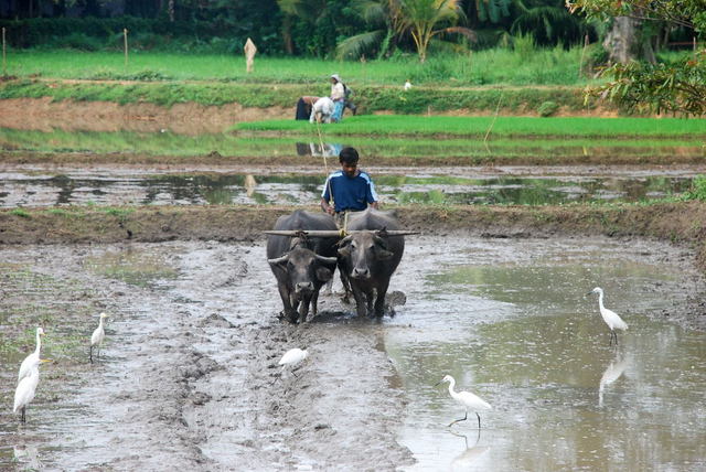 Sri Lanka
