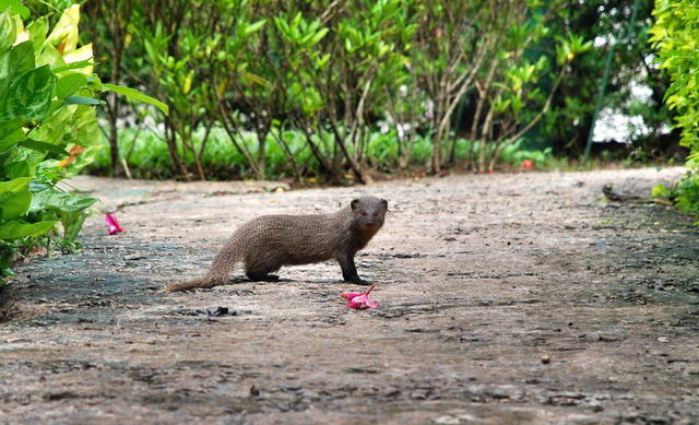 Sri Lanka