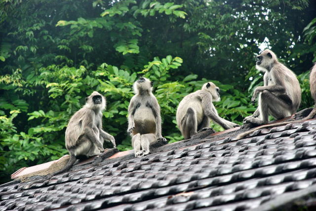 Sri Lanka
