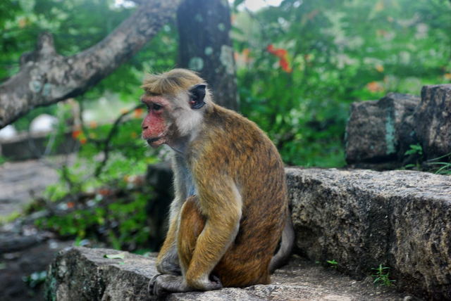 Sri Lanka