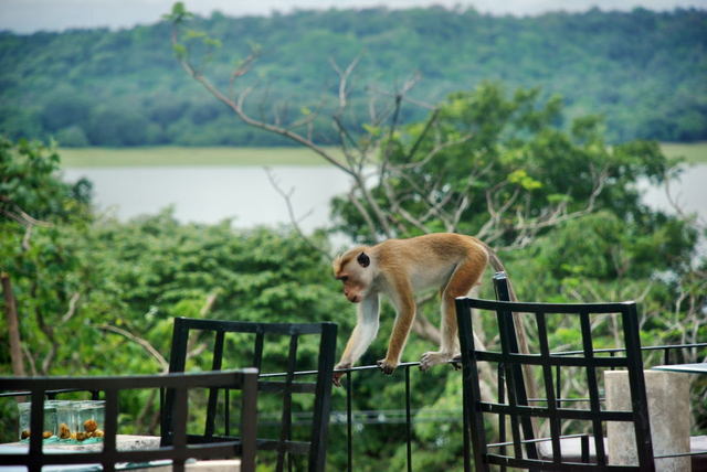 Sri Lanka