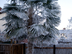śniegowa palma