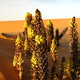 merzouga - kwiaty na pustyni