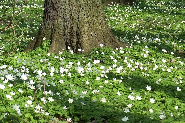 Zawilce w Mikołowie, w parku, na tzw. Dużych Plantach