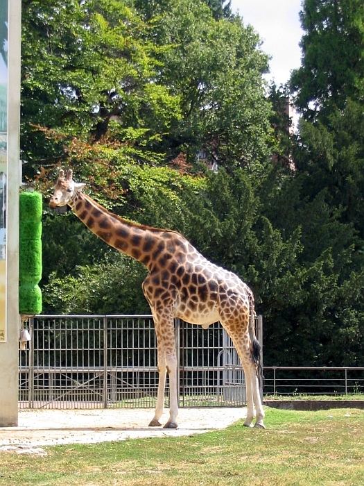 Lyon park Tete dOr zoo żyrafa