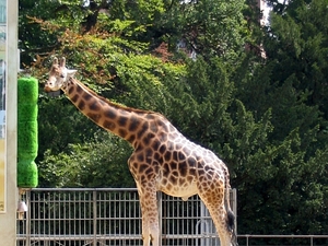 Lyon park Tete dOr zoo żyrafa