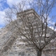 chitzen itza  el castillo  drzewo  