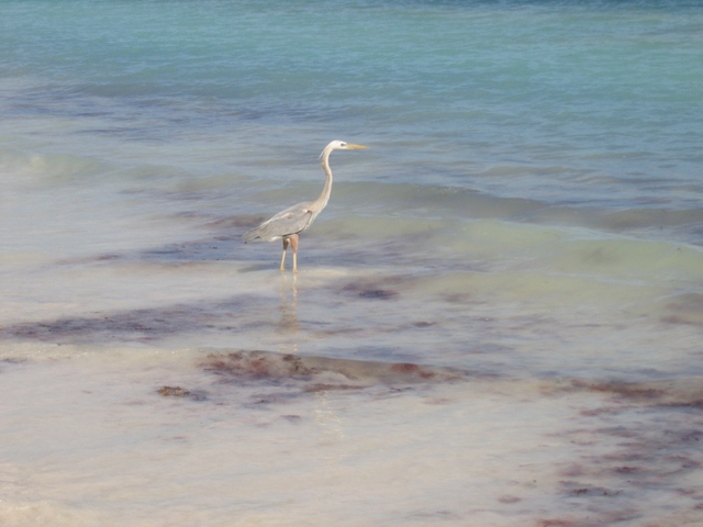 punta allen  czapla 