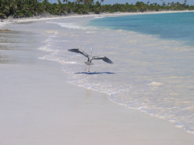 punta allen  czapla 